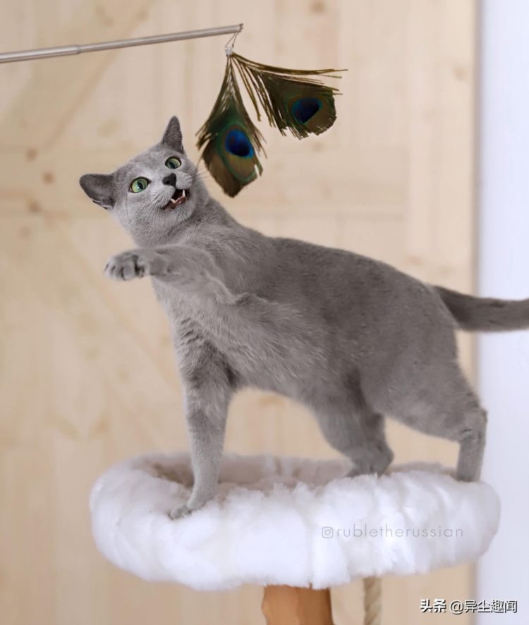 俄罗斯蓝猫7大特质！长相帅气人称喵界金城武，还是优等模范生